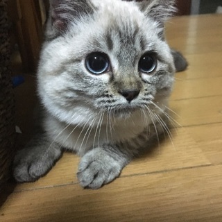 ブルーアイ トライアルに入ります。