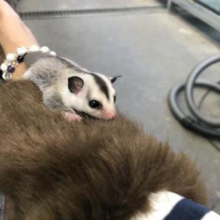 ペットのわーく