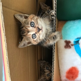 10月28日生まれアメリカンショートヘアのミックス生後1カ月の子...