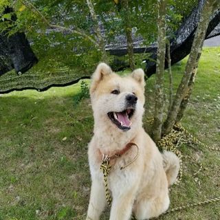 7歳の秋田犬の雄です!!誰か生涯可愛がってくれる方!!!!
