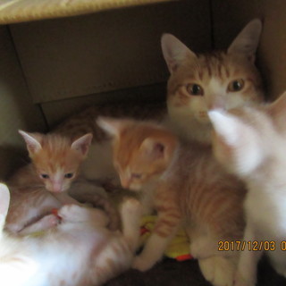 生後１か月程の子猫です