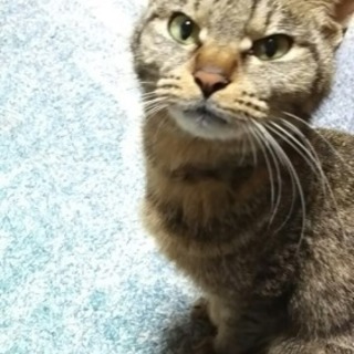 キジトラ、三毛猫（成猫）