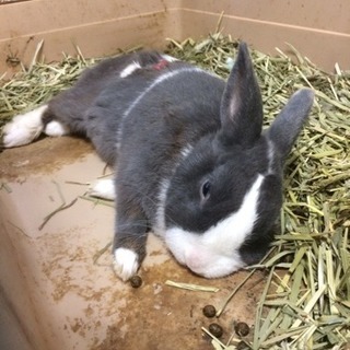 うさぎ（雑種）4歳