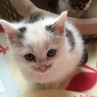 11月生まれの子猫です。