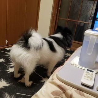 4歳の♂