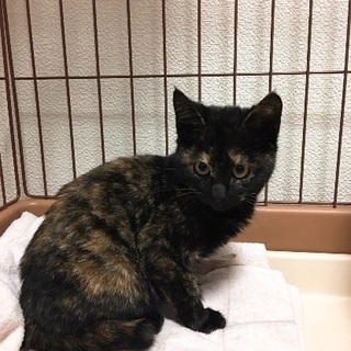 推定三ヶ月のサビ猫♀ちゃんです。