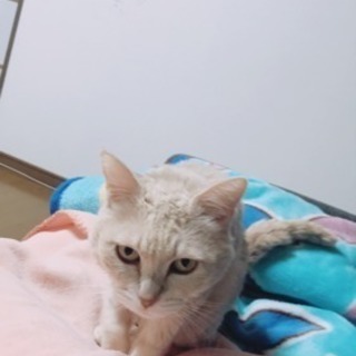 里親募集