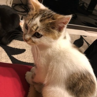 子猫(3ヶ月*オス)