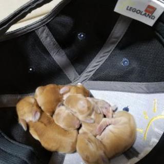 ネザーランドドワーフの可愛いうさぎの子が産まれました☺