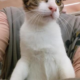 4月生まれ　キジ白　オス