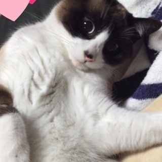 甘えんぼの女の子です