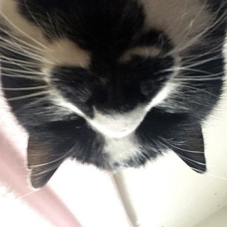 報告があります - 猫