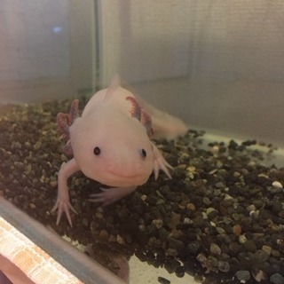 ウーパールーパー