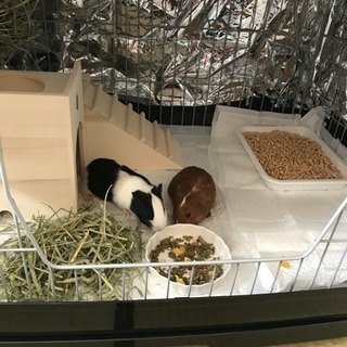 モルモットを飼ってくださる方