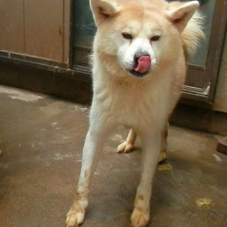 秋田犬　優良血統　１才オス