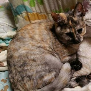 迷い猫 探しています。