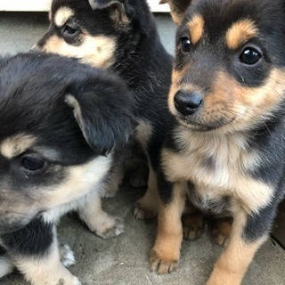 生後2ヶ月の雑種です。