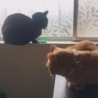 二匹の猫の里親
