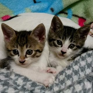 かわいいオス🐱ねこちゃん