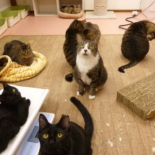 猫の里親募集会