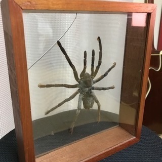 クモの飾り タランチュラ