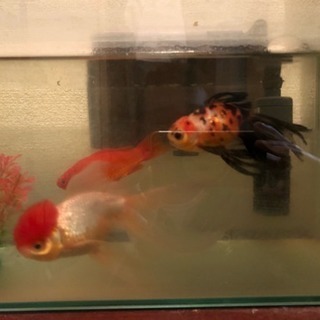 金魚  ガラス水槽セット - 所沢市
