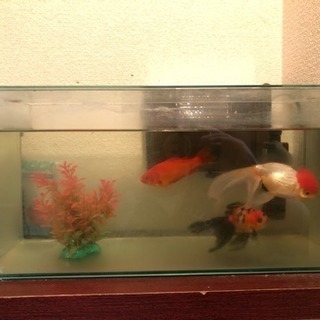 金魚  ガラス水槽セットの画像