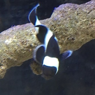 黒ニモ譲ります