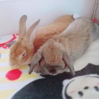 うさぎの子供