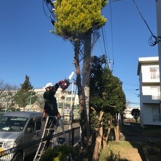 木の剪定 伐採致します。所沢市 さいたま市 入間市 清瀬市等
