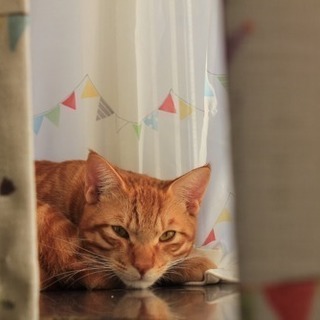 茶トラちゃん(๑›‿‹๑)
