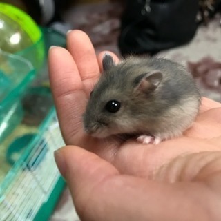 ハムスターの里親募集中
