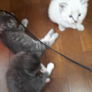 里親になってください
