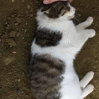 至急‼︎‼︎元々はみんな飼われていて、火事になり捨てられた子達だと思いますの画像