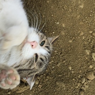 至急‼︎‼︎元々はみんな飼われていて、火事になり捨てられた子達だと思います - 気仙沼市