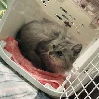 至急‼︎‼︎元々はみんな飼われていて、火事になり捨てられた子達だと思います - 猫