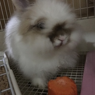 ライオンラビット