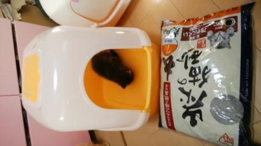 縦型猫用トイレと猫砂