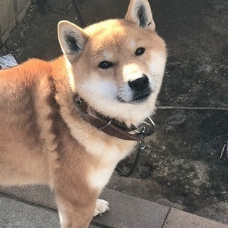 タダで誰かお願いします。小さい子供が三人いる関係で面倒を見るのが...
