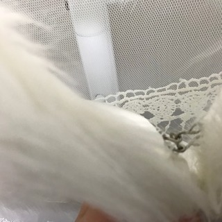 レースショールの画像