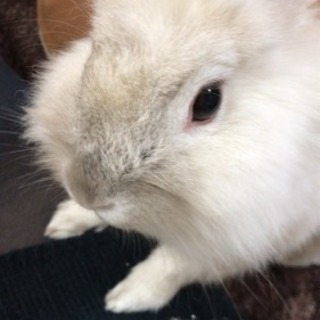 うさぎ