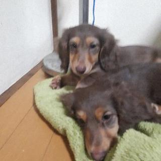 ミニチュアダックスフント - 犬