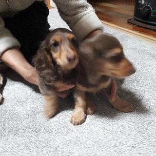 ミニチュアダックスフント − 静岡県