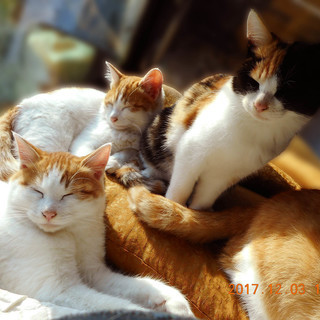 四か月の元気な猫達