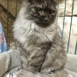 優しい猫さんです♪