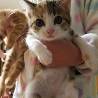 生後２ヶ月の子猫３兄弟