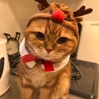 急募！猫の輸血提供お願いします！！