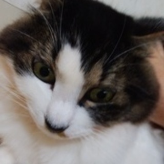 【代理投稿】☆猫メス　１～２才長毛キジ白