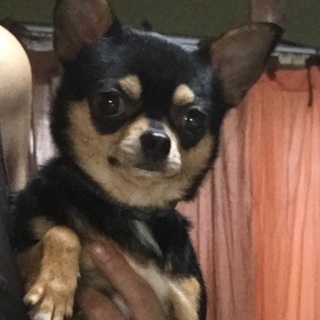 一度決まりましたが新しいおうちに馴染まなかったので再募集いたします