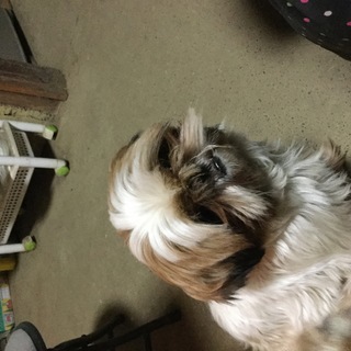 シーズー2歳の里親募集です